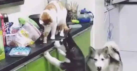 狗子和猫咪半夜合作偷吃,结果半路杀出个主人 狗子和猫咪半夜合作偷吃,结果半路杀出个主人