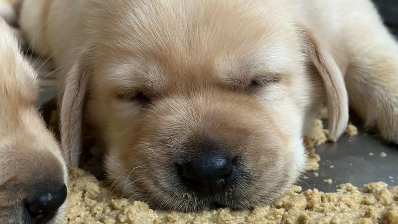 刚满月的小狗呕吐怎么回事