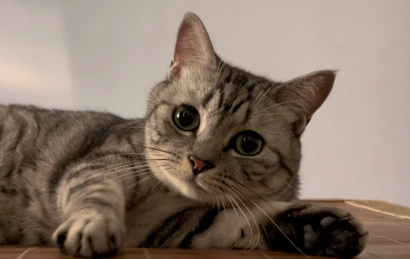 猫咪尿不出来是什么病