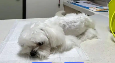 给狗治感冒肺炎的偏方