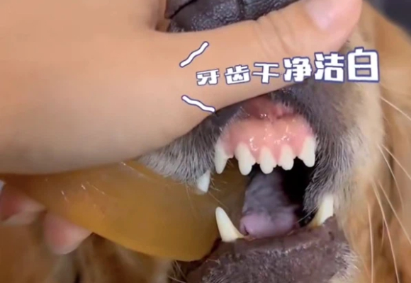 狗狗零食推荐|珊鲨椰琥珀洁牙棒:毛孩爱啃的天然护牙宝藏 狗狗零食推荐|珊鲨椰琥珀洁牙棒:毛孩爱啃的天然护牙宝藏