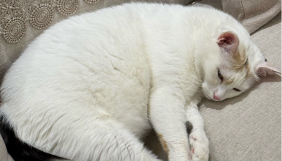 小猫拉肚子但精神很好是为啥 小猫拉肚子但精神很好是为啥