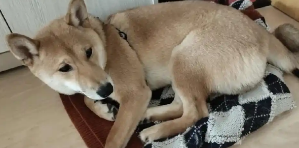 狗狗皮肤脓皮症该怎么治疗处理