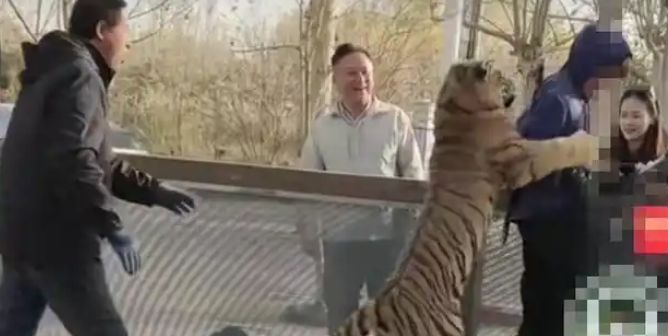 网传男子动物园挑逗老虎被咬引关注 网传男子动物园挑逗老虎被咬引关注