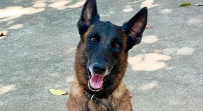 昔日战友来探望,退役警犬装失忆:拒绝上班从我做起 昔日战友来探望,退役警犬装失忆:拒绝上班从我做起