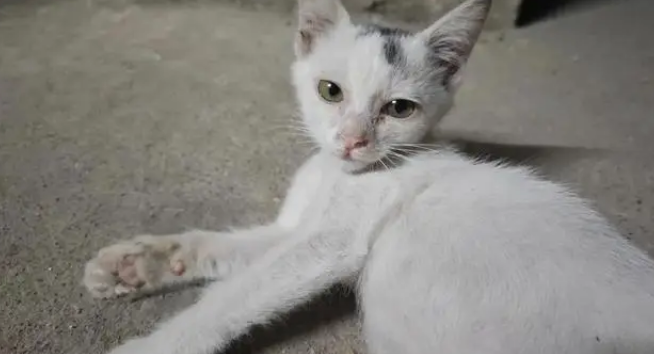 流浪小猫相依为命、小姐姐仗义救助，坐等好心人提供温暖归宿 