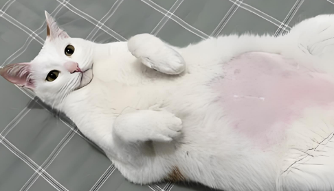 猫咪涨肚最快解决办法