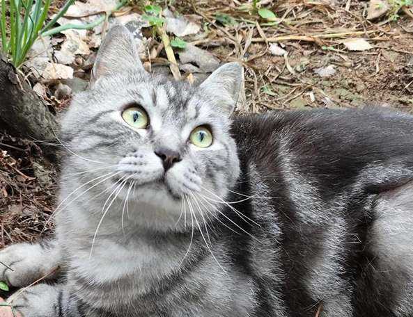 猫咪为什么会感染疱疹