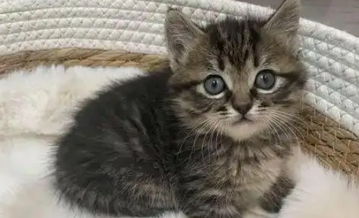 妹子网购绿植开箱，发现两只偷渡小猫，商家天塌了：我的咪呢