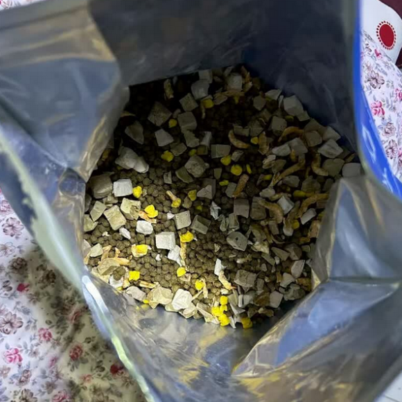 全阶段适配猫粮推荐，麒智解决猫粮健康问题