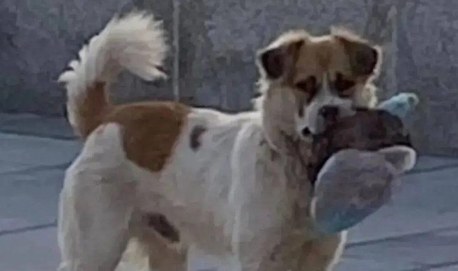 网友送给流浪狗一个玩具，小家伙挖洞把它藏起来