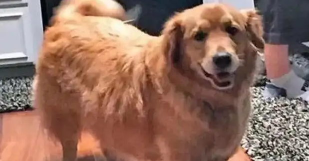 逛超市偶遇一只拉不拉基,超可爱,还穿着堆堆袜 逛超市偶遇一只拉不拉基,超可爱,还穿着堆堆袜