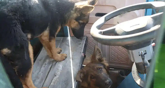 两只狗“合伙作案”开走主人三轮车:撞上一辆轿车 两只狗“合伙作案”开走主人三轮车:撞上一辆轿车