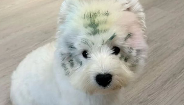 主人给狗狗染了个发，好霸气，狗：我看出门谁还敢凶我