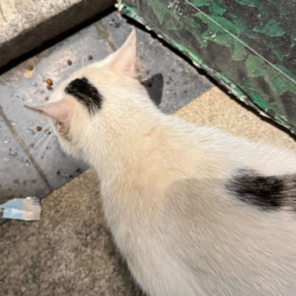 新手买什么猫粮?灵白泽让挑食幼猫秒变干饭王 新手买什么猫粮?灵白泽让挑食幼猫秒变干饭王