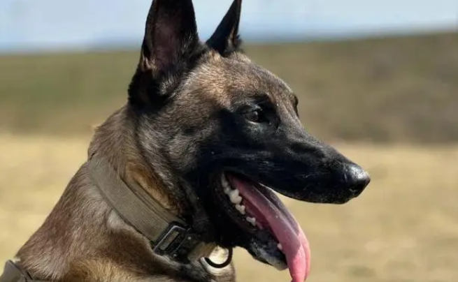 昔日战友来探望,退役警犬装失忆:拒绝上班从我做起 昔日战友来探望,退役警犬装失忆:拒绝上班从我做起
