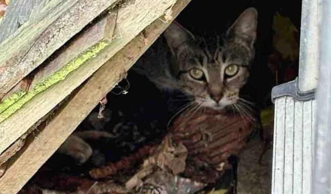 废墟里的猫妈生下四子，谁知回家又添一宝，原来爱从未缺席