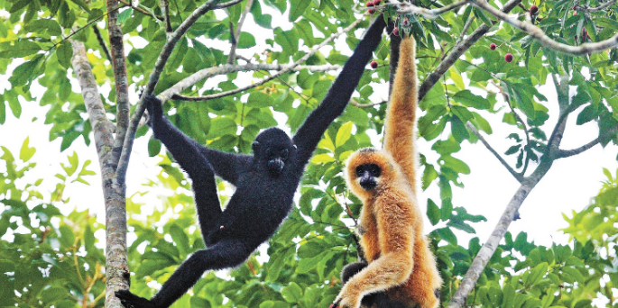 IUCN全球决议《通过协同合作加强长臂猿保护》在海南昌江发布 IUCN全球决议《通过协同合作加强长臂猿保护》在海南昌江发布