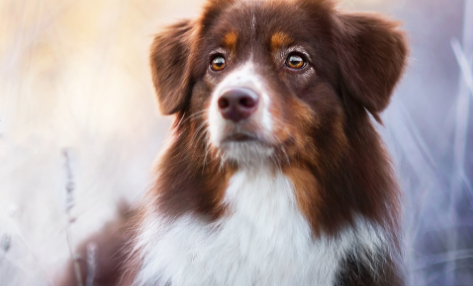 狗狗换粮拉稀多久能恢复 狗狗换粮拉稀多久能恢复