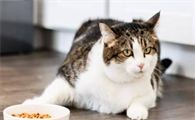 猫咪食欲不振，怎样促进进食？