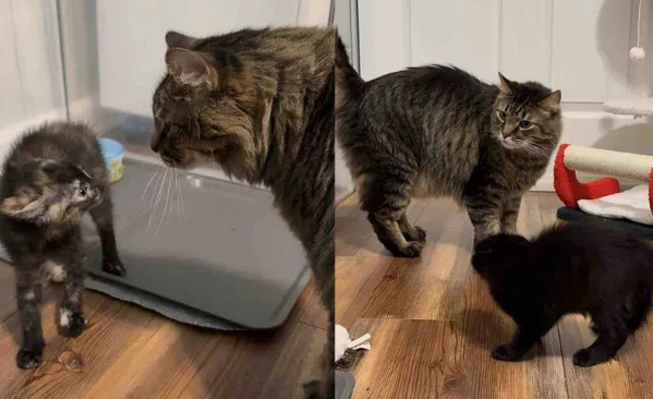 三只小猫空降新家，老猫们亲自教学