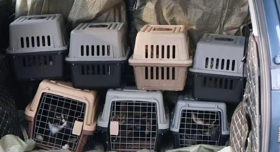 石景山多部门联动，为百余只流浪猫找到“新家”