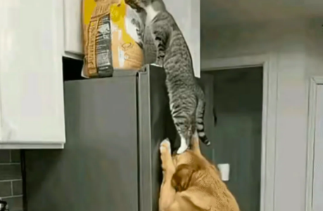 狗子和猫咪半夜合作偷吃,结果半路杀出个主人 狗子和猫咪半夜合作偷吃,结果半路杀出个主人