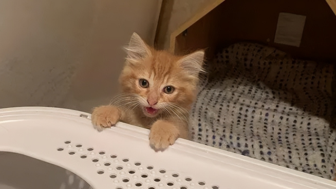 后院出生的小橘猫，逆袭成团宠，它的撒娇温暖了整个冬天！