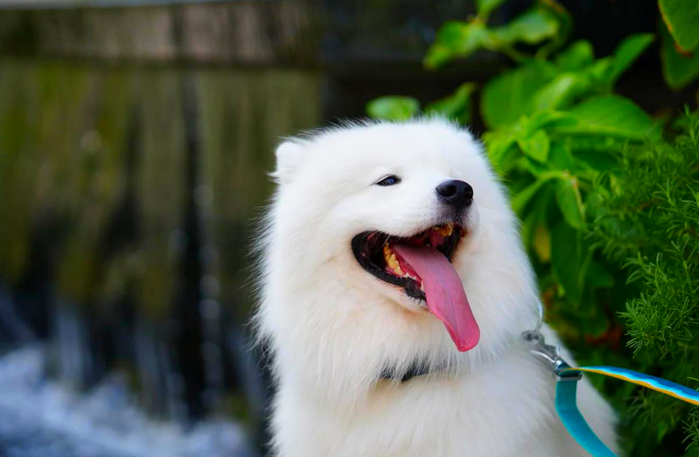 狗狗两侧对称性脱毛怎么治疗 狗狗两侧对称性脱毛怎么治疗