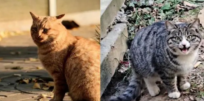 校园流浪猫被过度投喂，学生爱心变甜蜜负担，今被挂牌谢绝投喂