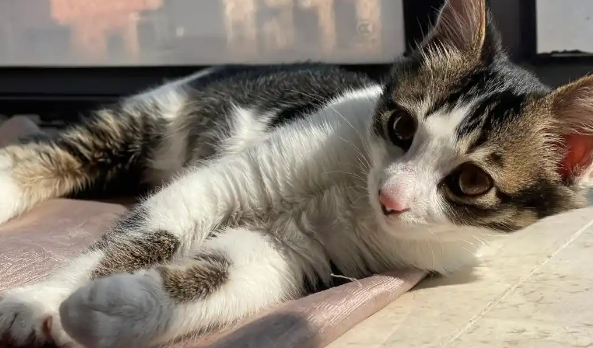 猫咪有咳嗽和打喷嚏但食欲好怎么回事