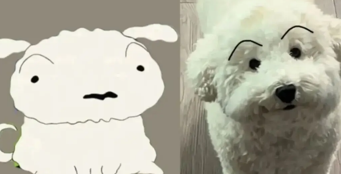 网友说她家比熊眼睛很小，我一看……哈哈哈哈