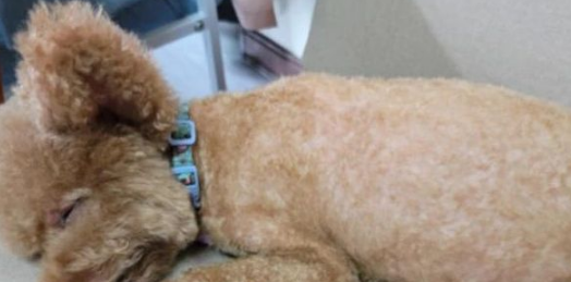 泰迪因“大嗓门”被恶意抛弃,医生收留,一年涨五十万粉丝 泰迪因“大嗓门”被恶意抛弃,医生收留,一年涨五十万粉丝