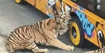 大连老虎咬观光车轮胎被制止！炸毛龇牙，网友笑称像抢玩具的娃