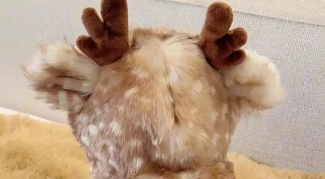 小狗穿麋鹿斗篷萌翻，网友质疑是假狗，主人晒正脸照力证真实