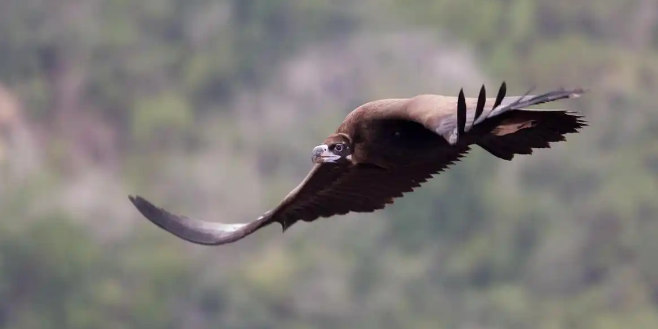 秃鹫濒危、流浪狗激增,印度爆生态危机 秃鹫濒危、流浪狗激增,印度爆生态危机