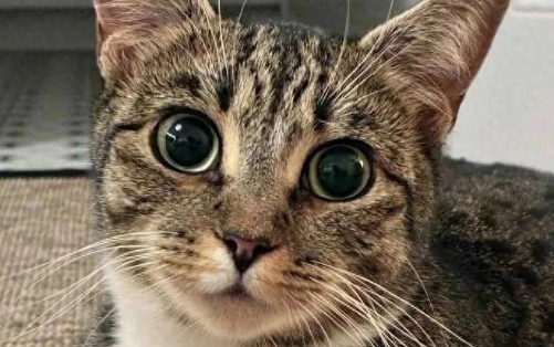 猫妈妈壁橱藏崽险丧命，如今苦尽甘来