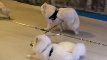 萨摩耶拉车途中偷懒，趴在地上被拖着滑行