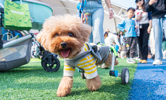 科学养宠,温情相伴:第十九届华南(广州)宠物嘉年华在华农举行 科学养宠,温情相伴:第十九届华南(广州)宠物嘉年华在华农举行