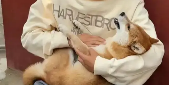 网红小狗被下毒身亡，主人哭的撕心裂肺，账号失去更新方向