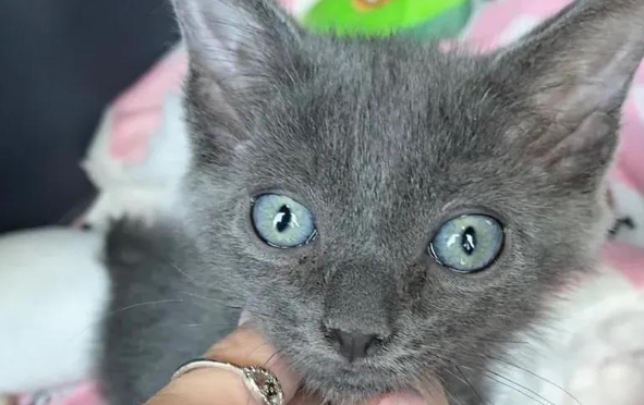 三只脚的小猫闯荡世界，靠不完美征服一切，谁能忍住不爱