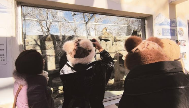 总面积约230平方米 西宁野生动物园豹馆全新亮相 总面积约230平方米 西宁野生动物园豹馆全新亮相