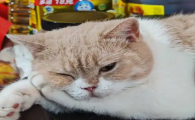 猫感染疱疹病毒怎样算治好了