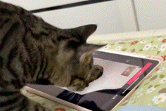 猫界博主横空出世!误触平板全流程发帖,还点了个赞 猫界博主横空出世!误触平板全流程发帖,还点了个赞