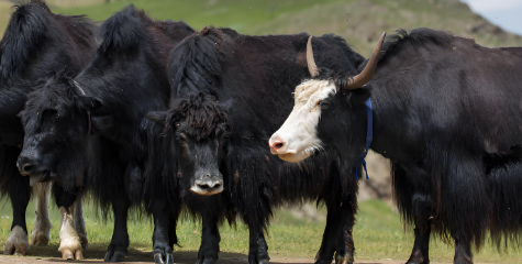 牦牛奶好消化吗