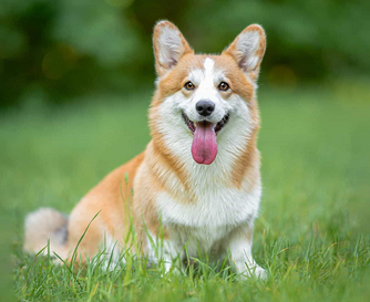 狗狗总伸舌头喘气有什么病吗