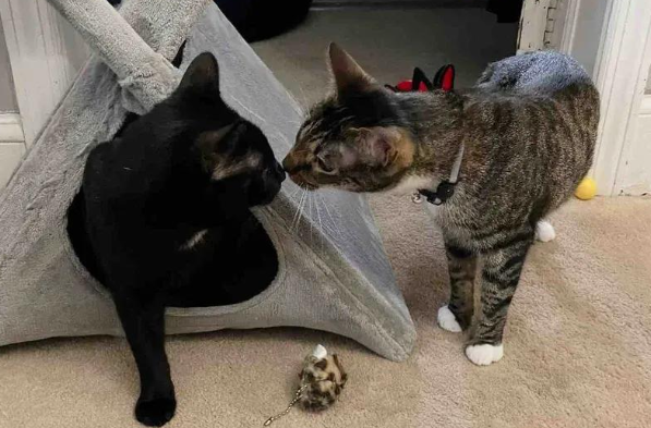 垃圾堆里捡回的小流浪猫,几个月后,却成了捧在手心里的宝 垃圾堆里捡回的小流浪猫,几个月后,却成了捧在手心里的宝