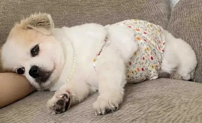 混血土狗凭侧脸走红，主人说正脸一般，网友：你对“一般”有误解