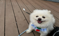 狗狗嘴臭是什么原因呢