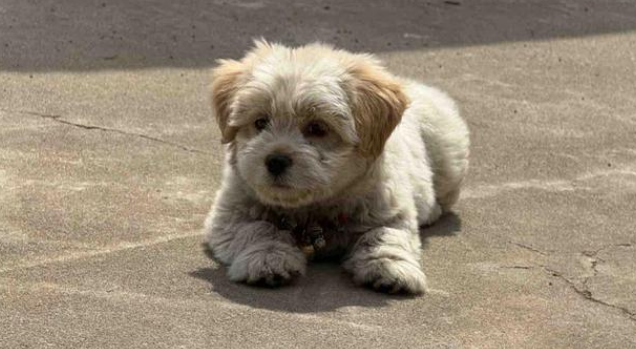 流浪狗每天假装有家，饭店老板识破伪装后，给了它一个真正的家